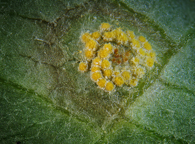 Puccinia sp. su Adenostyles